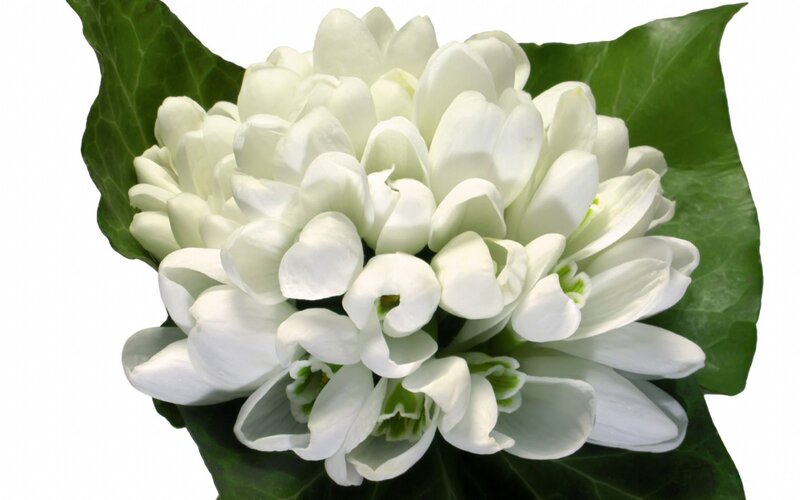white snowdrop flowers