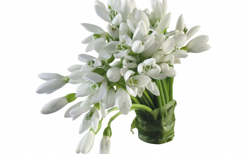 white snowdrop flowers