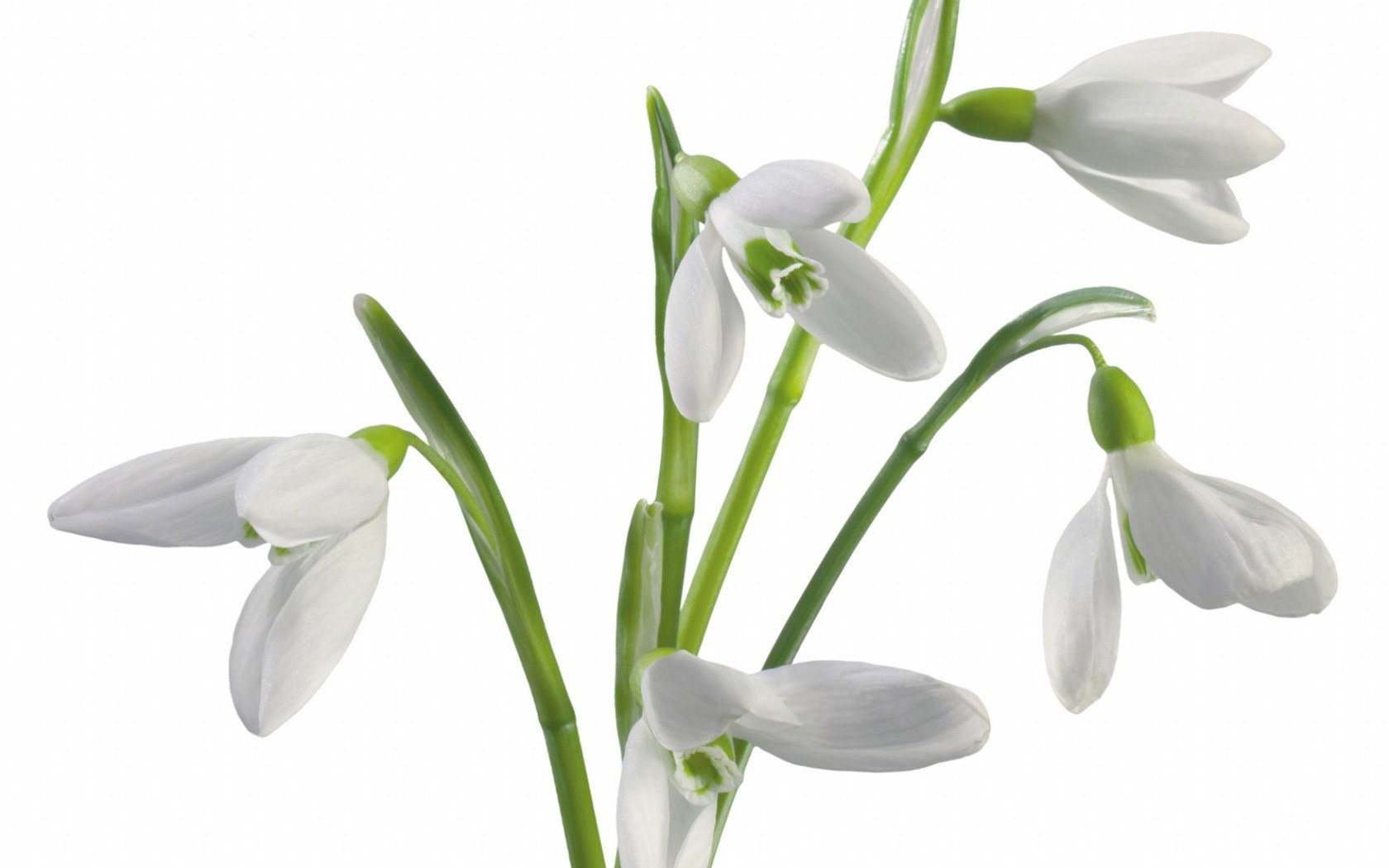white snowdrop flowers