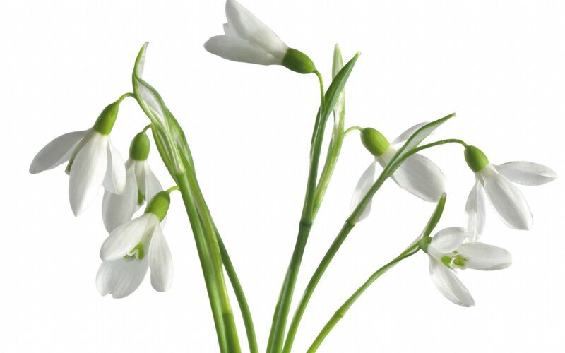 white snowdrop flowers