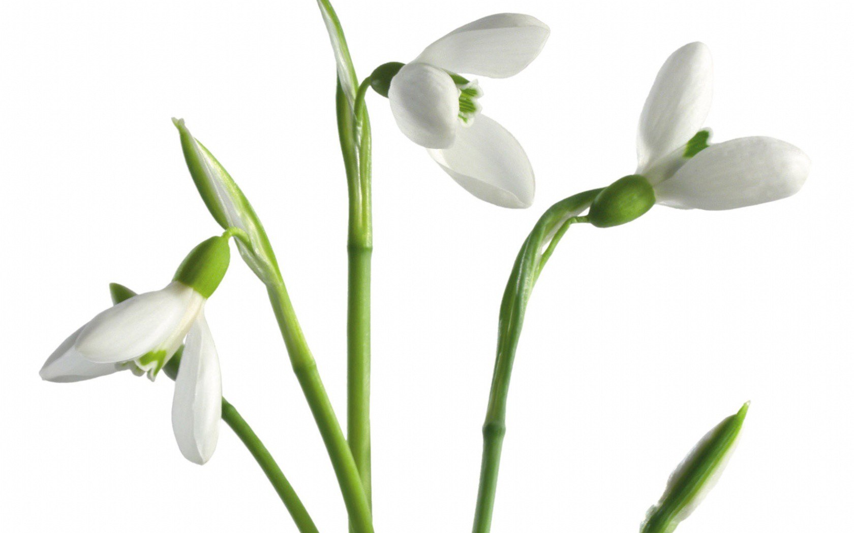 White snowdrop flowers