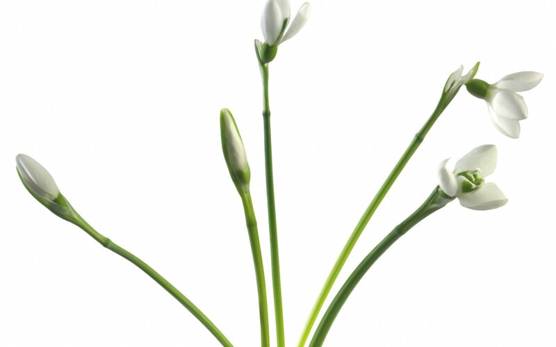 white snowdrop flowers