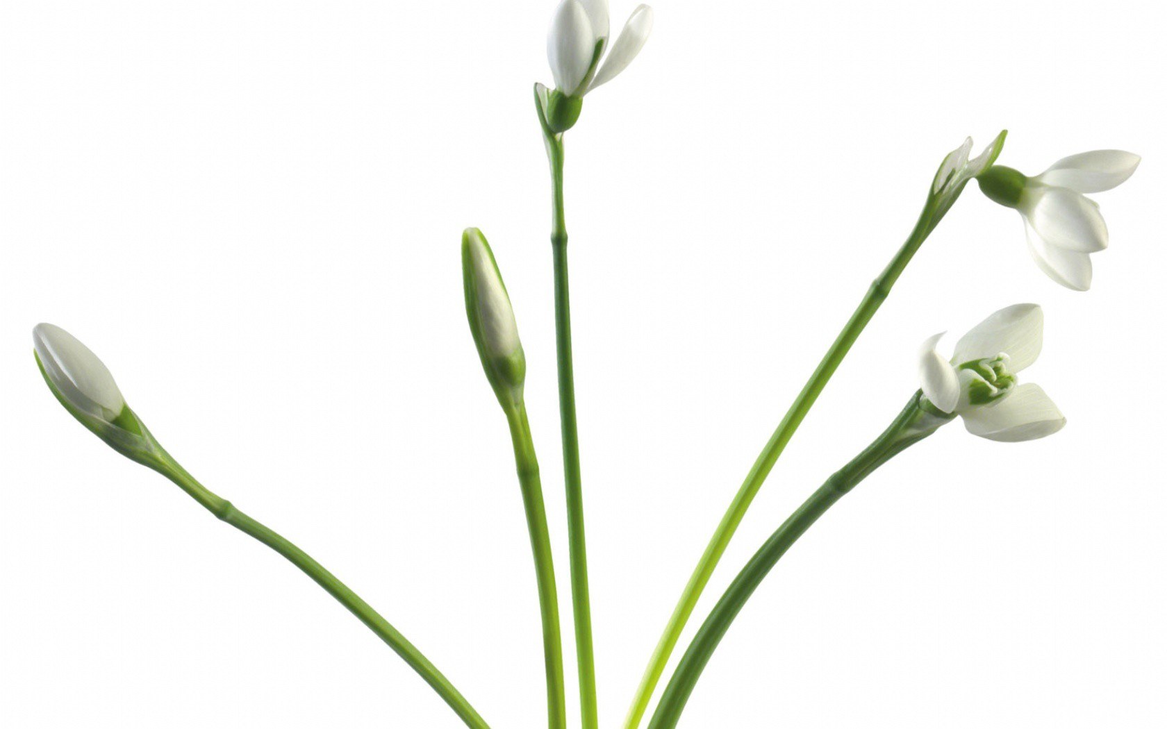 white snowdrop flowers