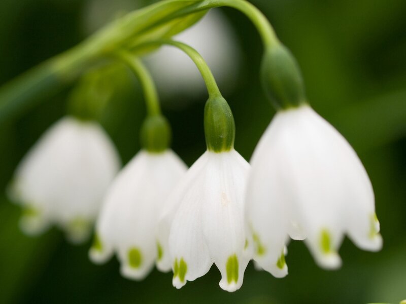 white snowdrop flowers