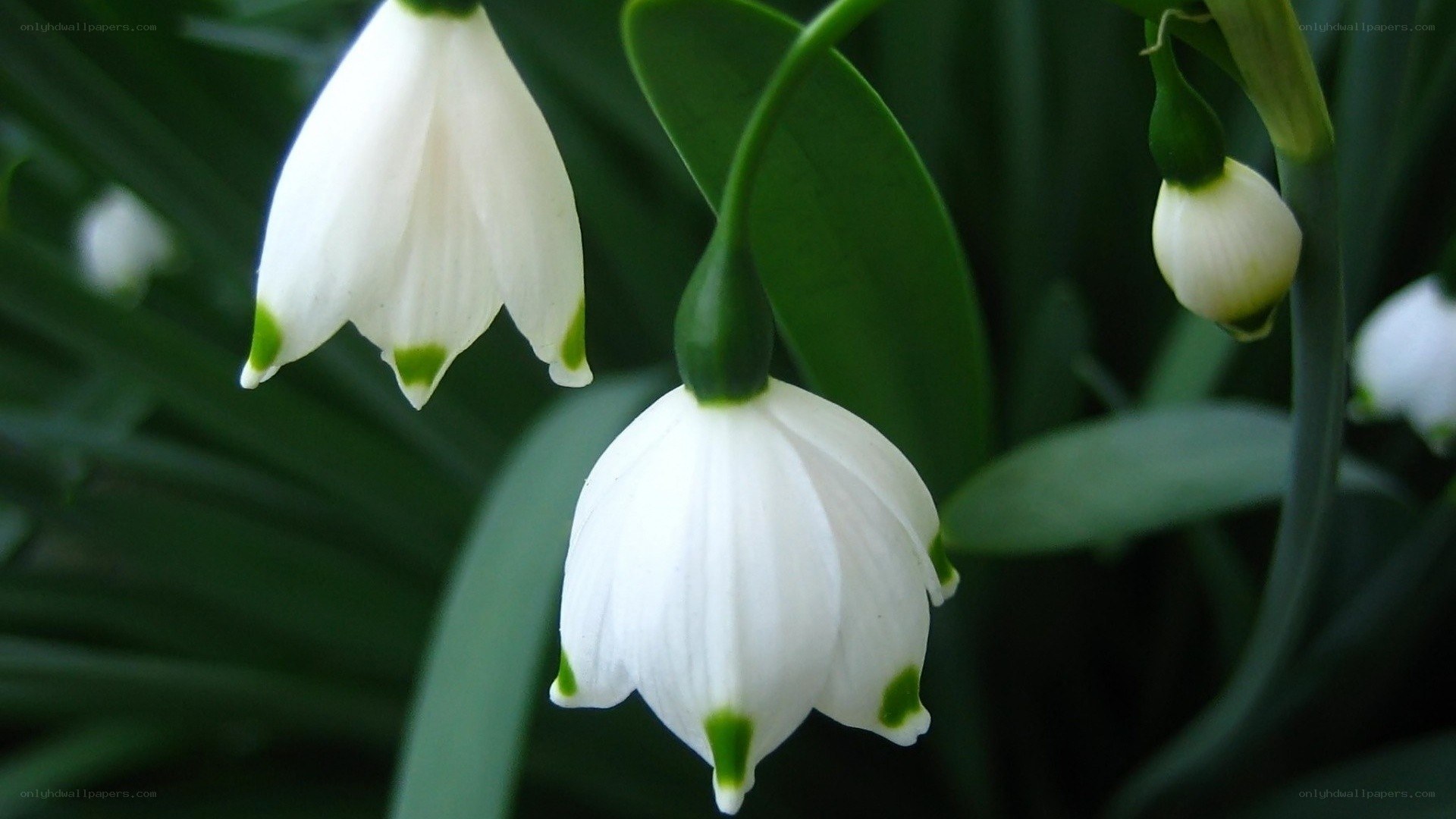 white snowdrop flowers
