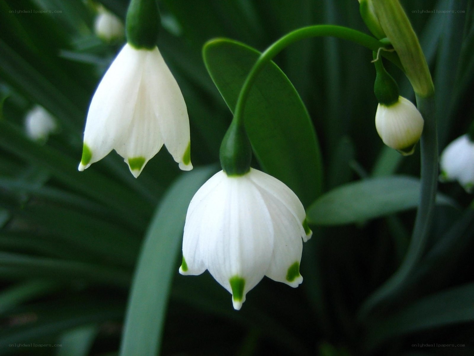 White snowdrop flowers