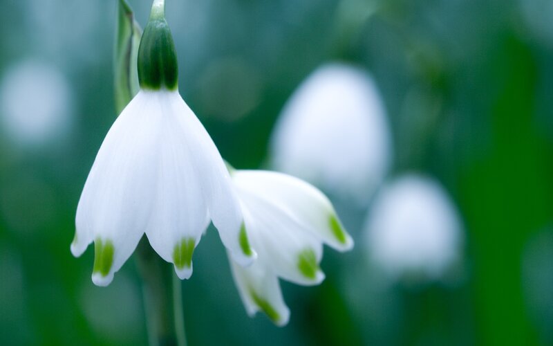 White snowdrop flowers