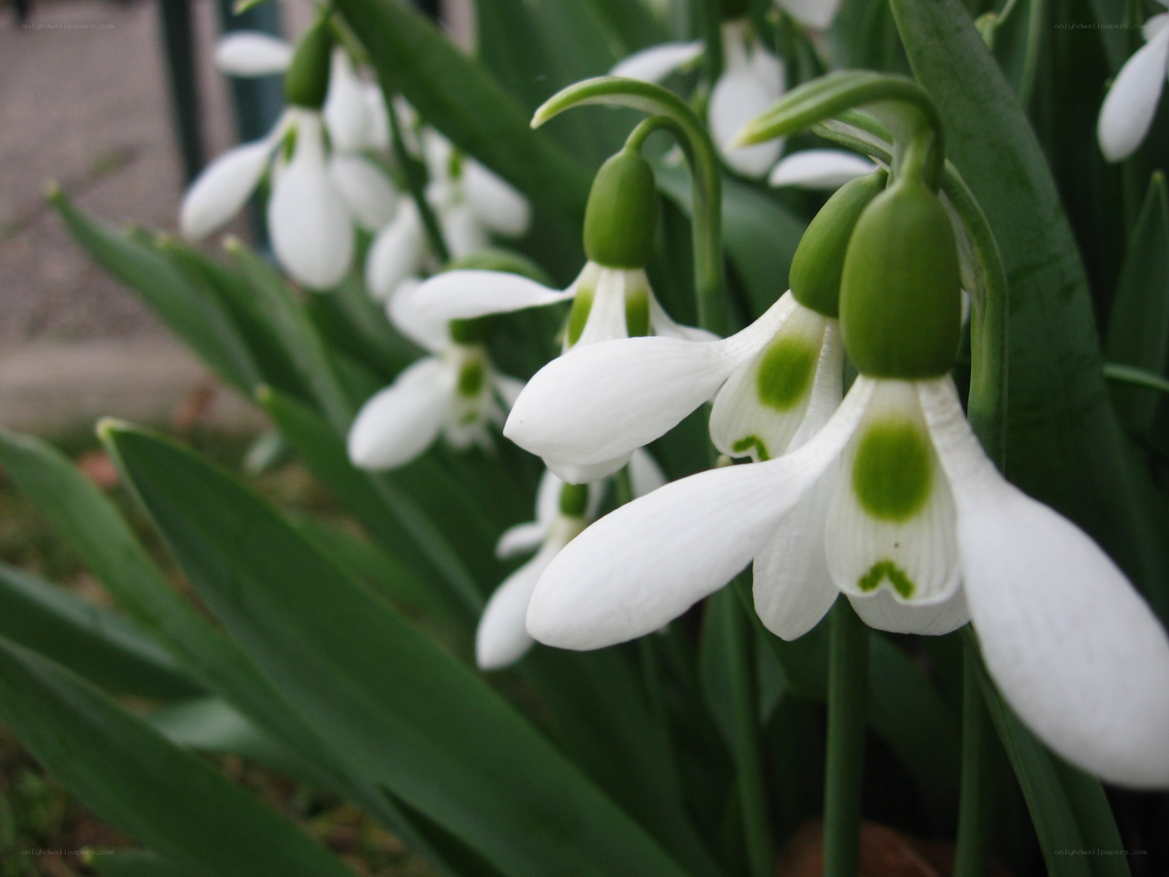 white snowdrop flowers