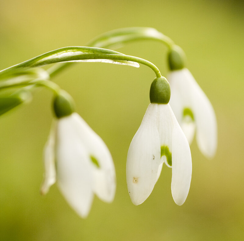 white snowdrop flowers