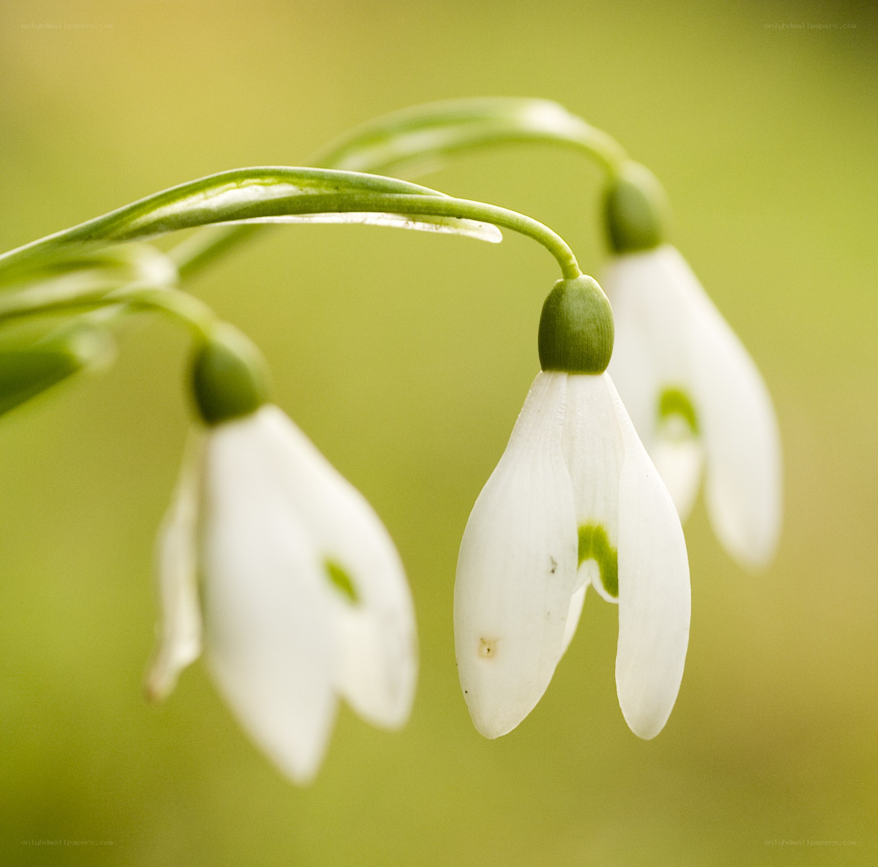 white snowdrop flowers