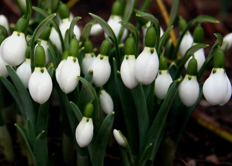 white snowdrop flowers