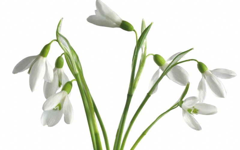 White snowdrop flowers
