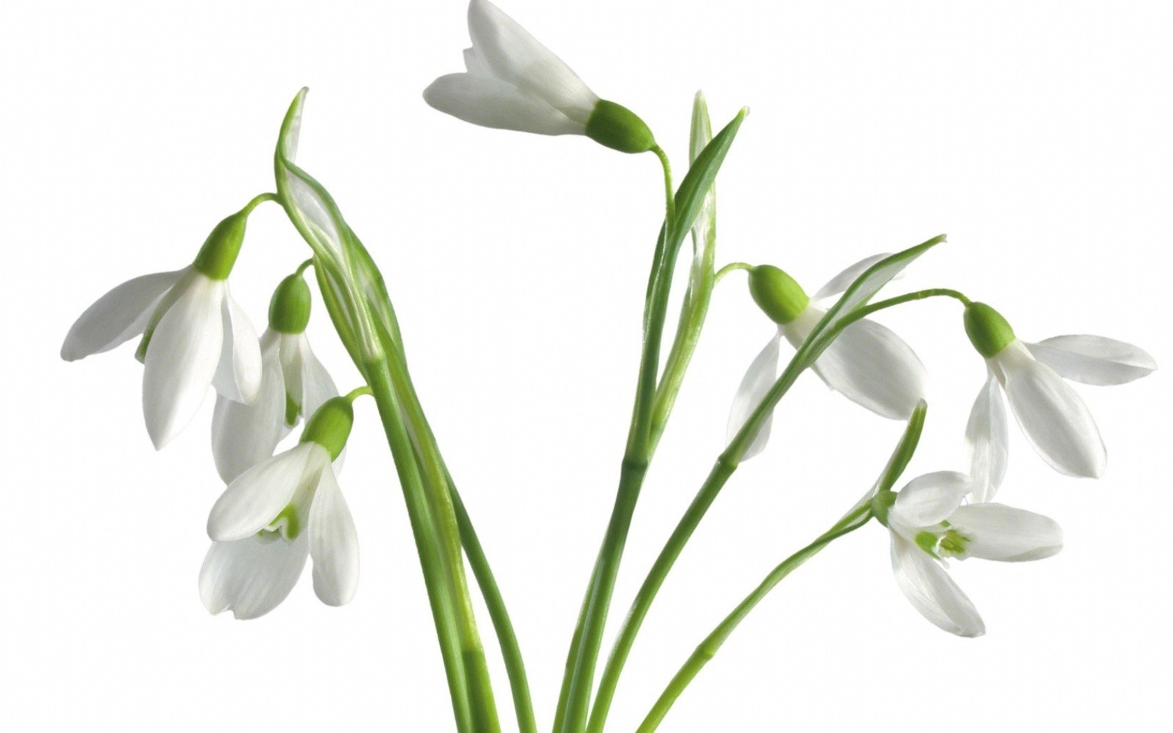 White snowdrop flowers