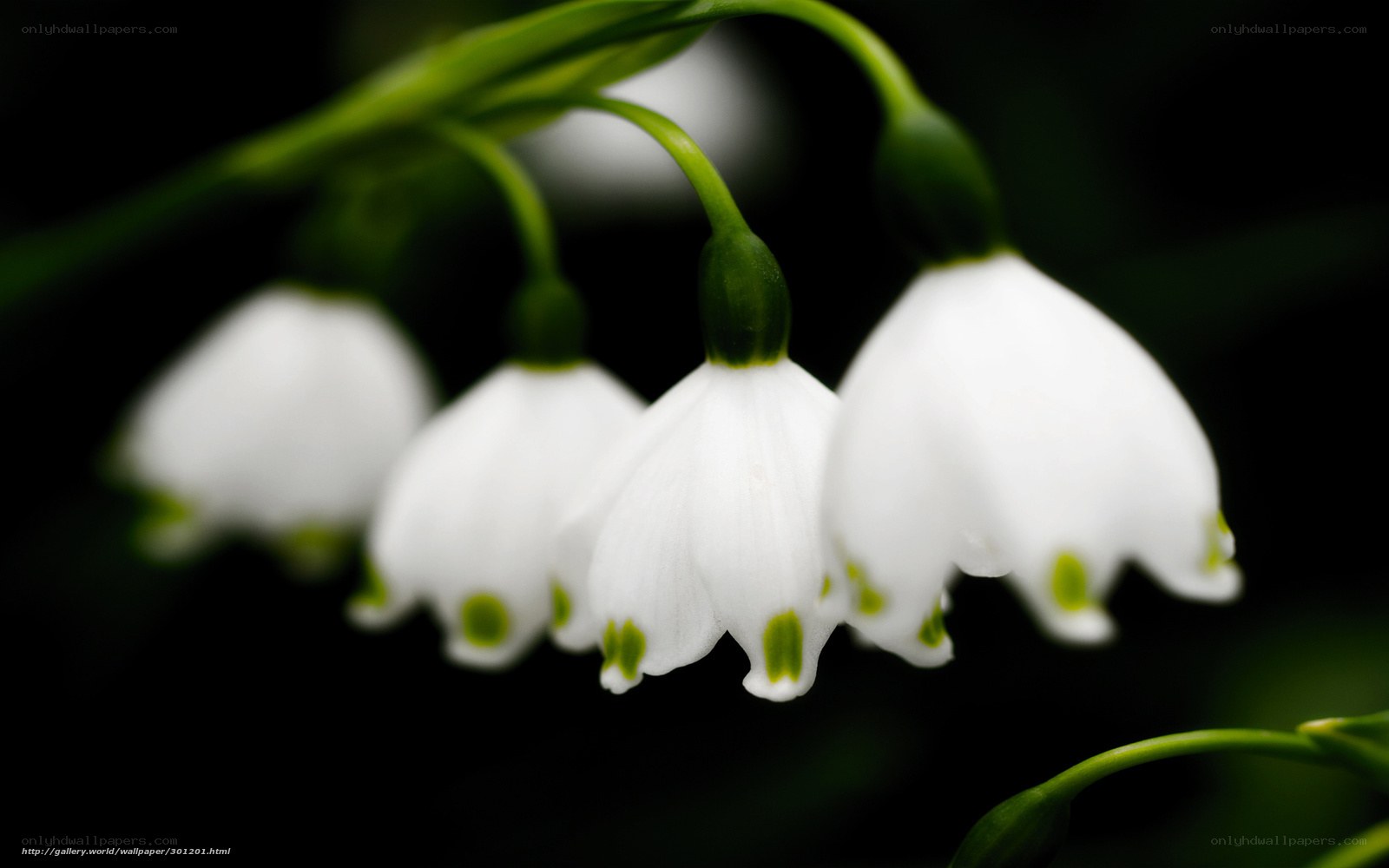 White snowdrop flowers