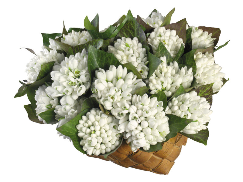 White Snowdrop Flowers — Calm, Photograph, Basket