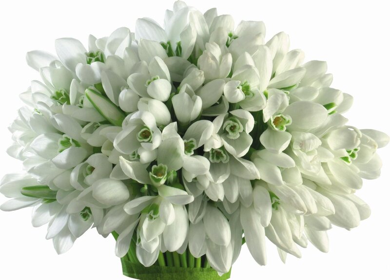 White Snowdrop Flowers — Calm, Photograph, Bouquet