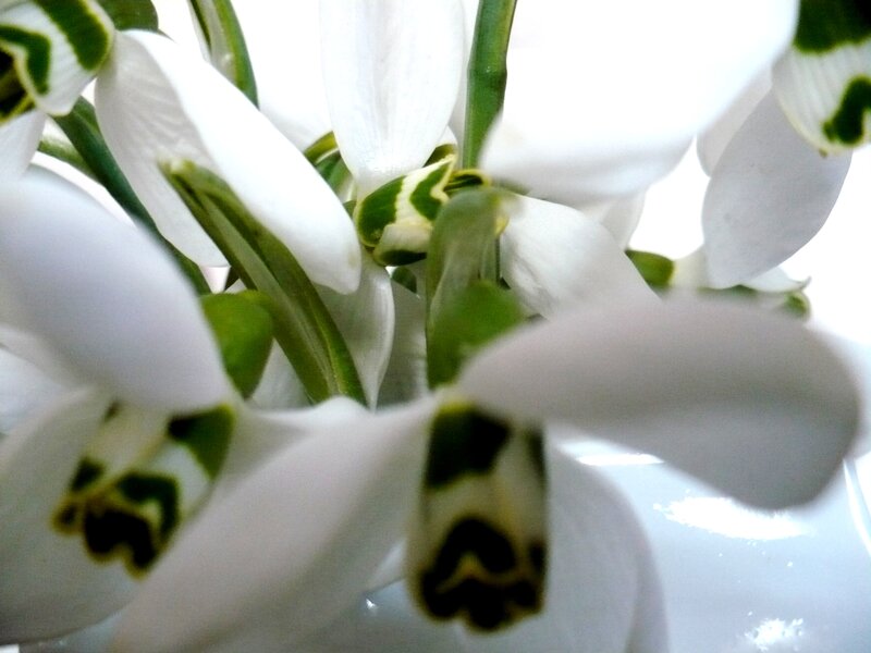 White Snowdrop Flowers — Calm, Photograph, Green Stems
