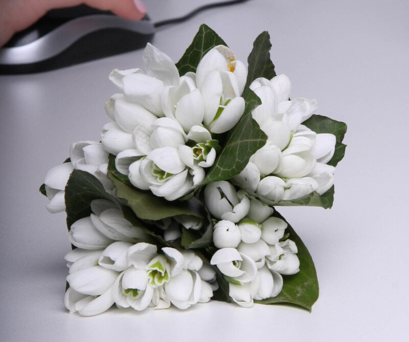 White Snowdrop Flowers — Calm, Photograph, Hand