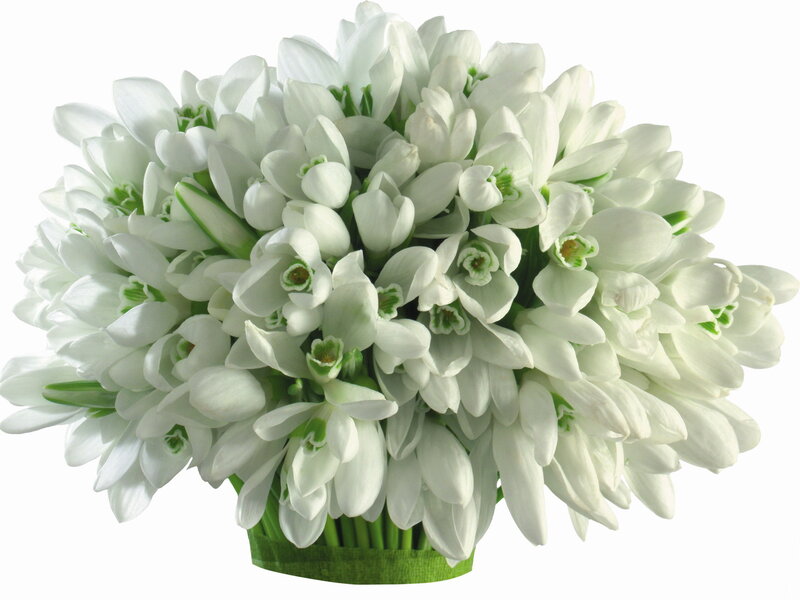White Snowdrop Flowers — Calm, Photograph