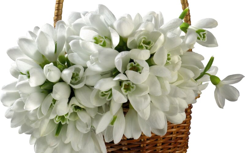 White Snowdrop Flowers — Calm, Spring, Photograph, Basket