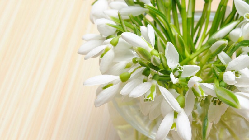 White Snowdrop Flowers — Calm, Spring, Photograph, Bouquet