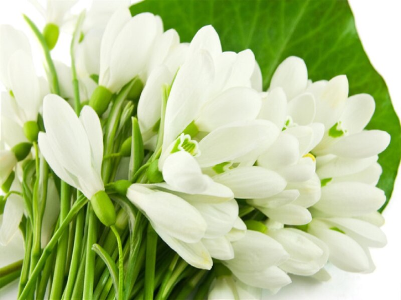 White Snowdrop Flowers — Calm, Spring, Photograph, Green Leaves, Flower Buds