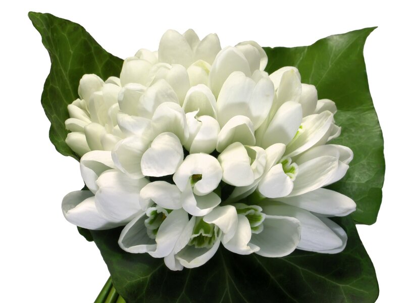 White Snowdrop Flowers — Calm, Spring, Photograph, Green Leaves, Green