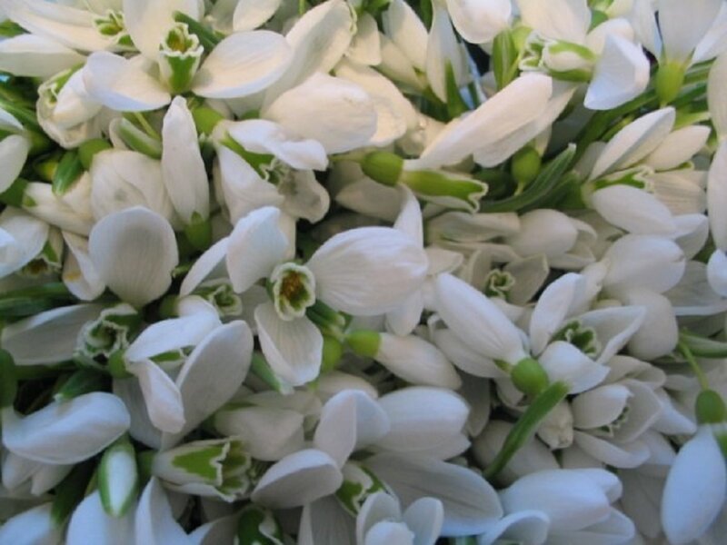 White Snowdrop Flowers — Calm, Spring, Photograph, Green Stems