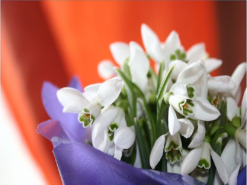White Snowdrop Flowers — Calm, Spring, Photograph, Purple Paper