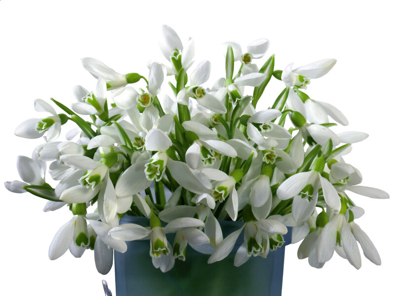 White Snowdrop Flowers — Calm, Spring, Photograph