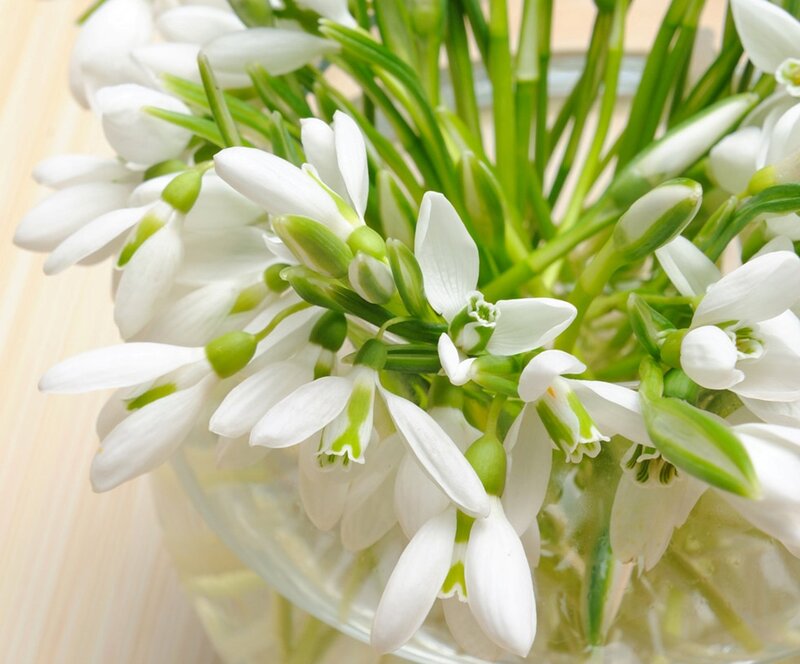 White Snowdrop Flowers — Calm, Spring