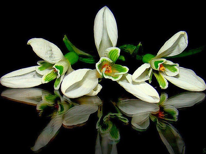 White Snowdrop Flowers — Dramatic
