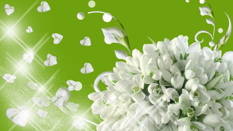 White Snowdrop Flowers — Green