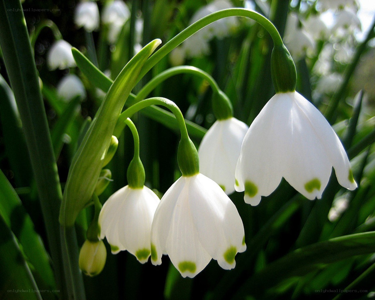 White snowdrop flowers in bloom