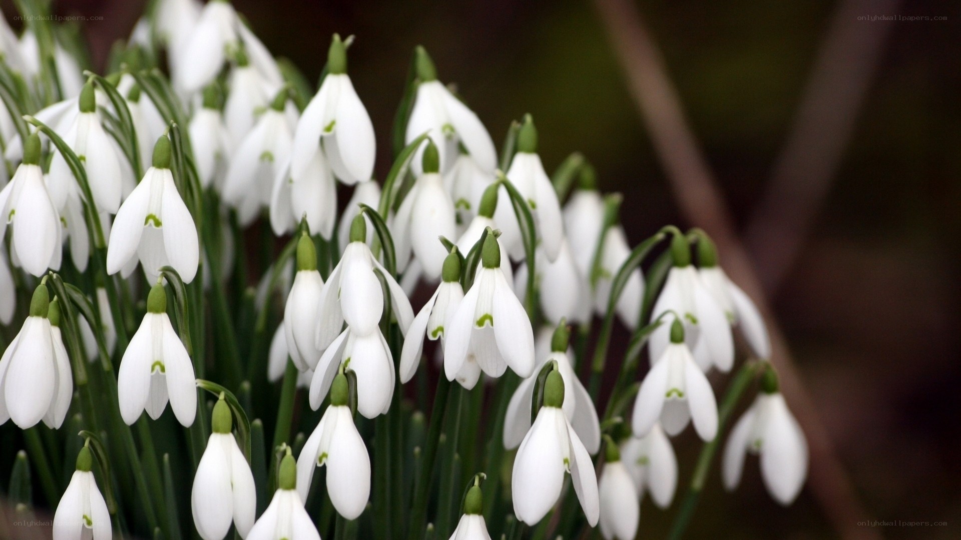 White snowdrop flowers in bloom