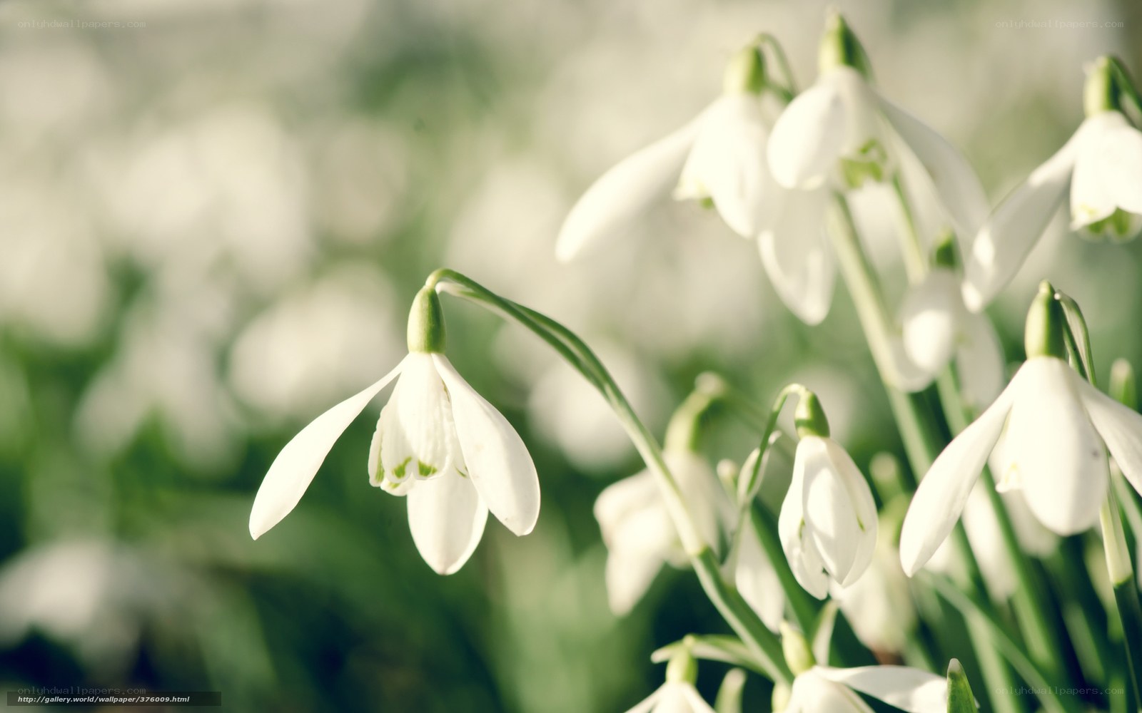 White snowdrop flowers in spring