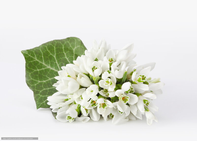 White Snowdrop Flowers — Serene, Spring, Photograph, Green Leaf