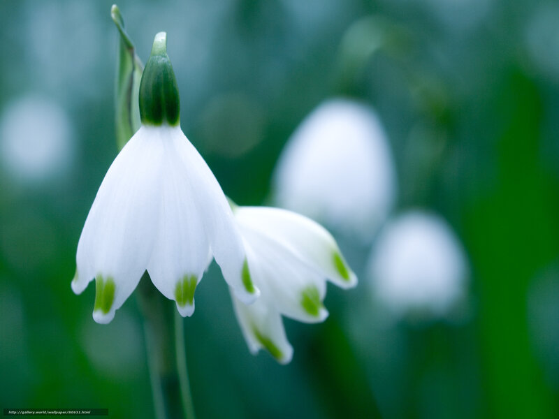 White Snowdrop Flowers — Serene, Spring, Photograph, Green Leaves, Blossoms