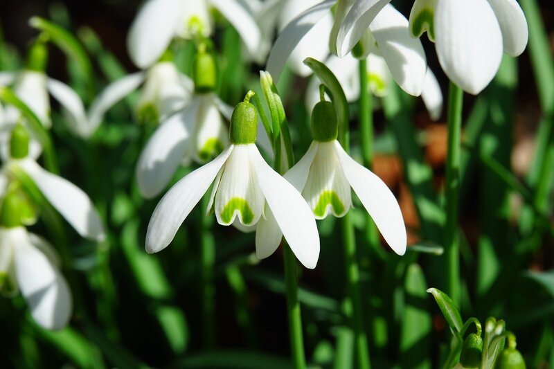 White Snowdrop Flowers — Serene, Spring, Photograph, Green Stems, Buds