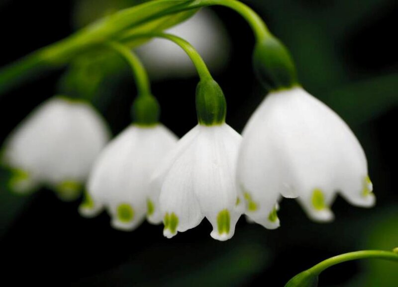 White Snowdrop Flowers — Serene, Spring, Photograph, Green Stems, Dark Background