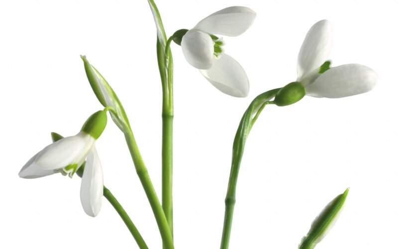 White Snowdrop Flowers — Serene, Spring, Photograph, Green Stems, Flower Buds, Green