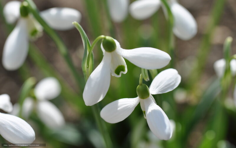 White Snowdrop Flowers — Serene, Spring, Photograph, Green Stems, Outdoor Light