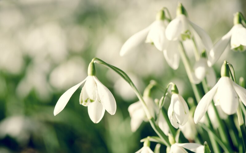 White Snowdrop Flowers — Serene, Spring, Photograph, Green Stems