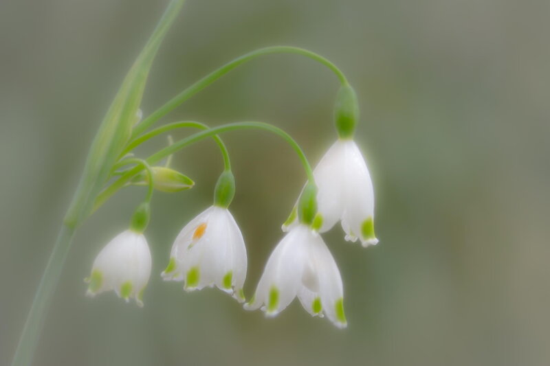 White Snowdrop Flowers — Serene, Spring, Photograph, Stem