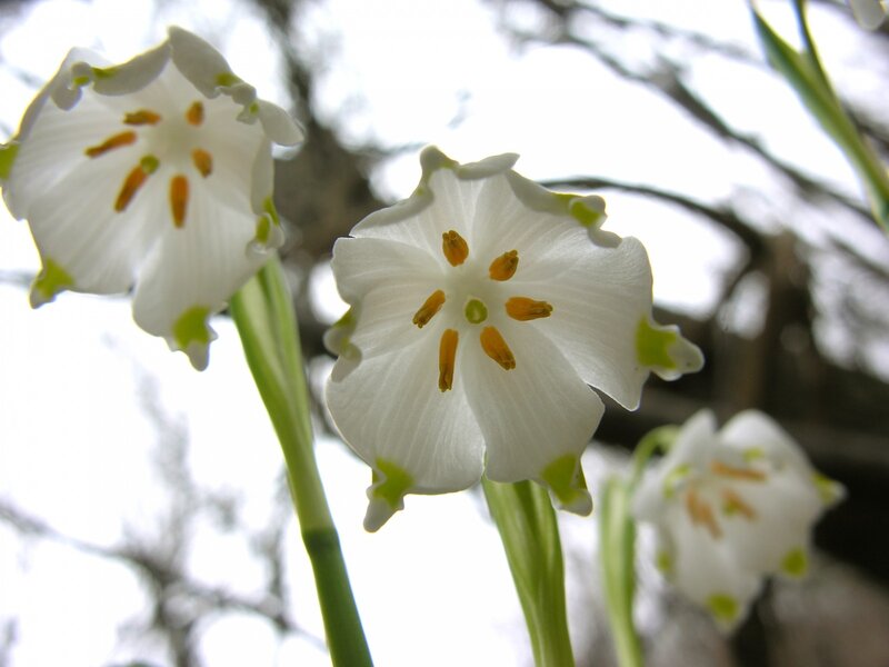 White Snowdrop Flowers — Serene, Spring, Photograph, Stems