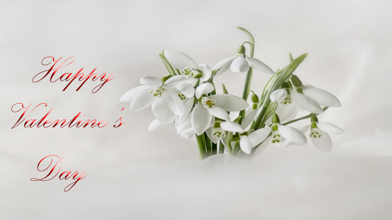 White Snowdrop Flowers — Serene, Spring, Photograph