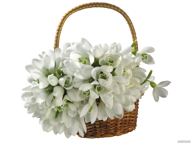 White Snowdrop Flowers — Serene, Spring