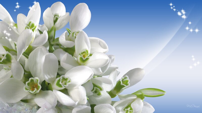 White Snowdrop Flowers — Serene