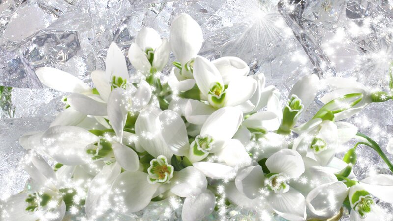 White Snowdrop Flowers — Serene, Winter