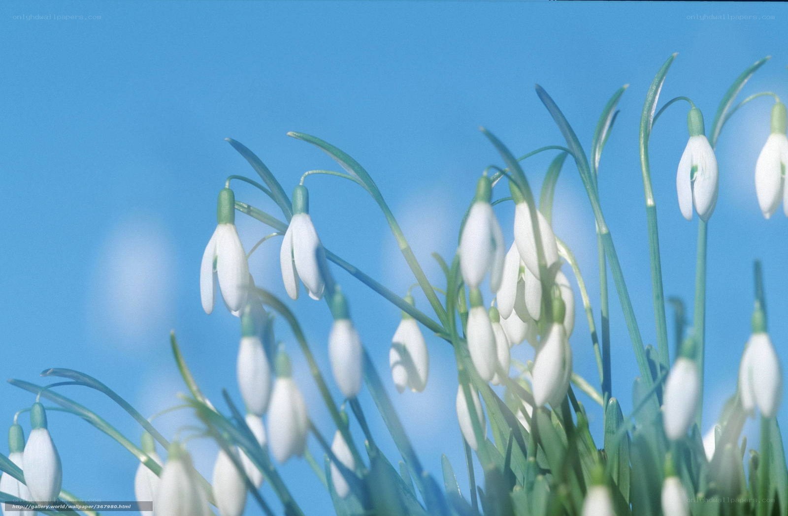 White snowdrops against blue sky